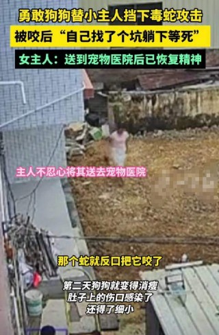 狗狗为救小主人被蛇咬伤后刨坑等死 网友热议狗狗的忠诚与灵性