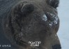 灰熊(灰熊队莫兰特最新消息)