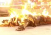 wwe打死人把头打掉了图片(wwe打死人把头打掉了图片高清)