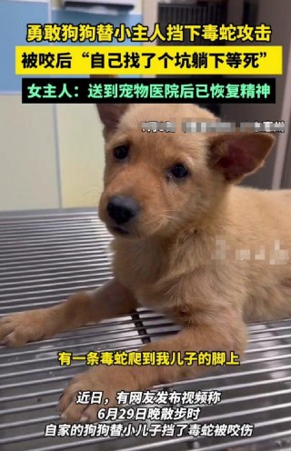 狗狗为救小主人被蛇咬伤后刨坑等死 网友热议狗狗的忠诚与灵性