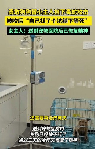 狗狗为救小主人被蛇咬伤后刨坑等死 网友热议狗狗的忠诚与灵性