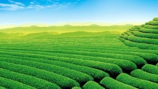 360绿色直播吧(360绿色直播吧下载)