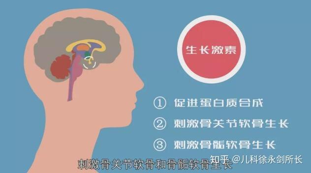 长效生长激素和短效生长激素的区别(长效生长激素和短效生长激素的区别在哪里)  第1张